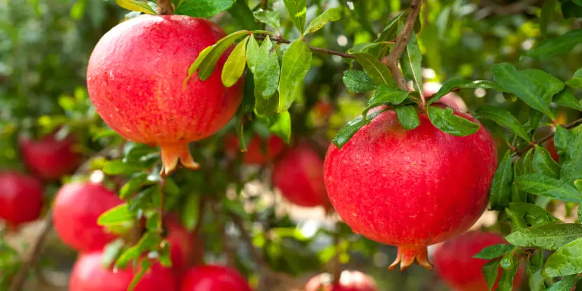 Ripe pomegranate fruit