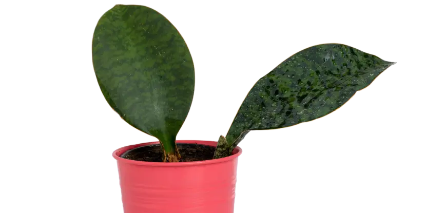 Dracaena masoniana