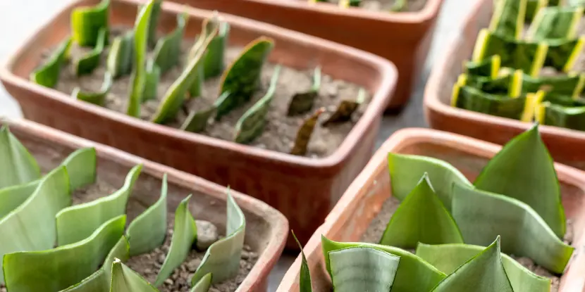 Snake plant cuttings