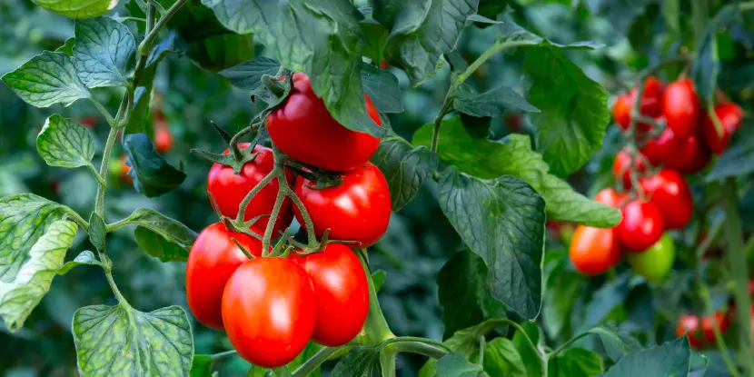 Ripe plum tomatoes in a greenhouse