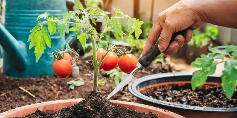 Tomato plant in a pot