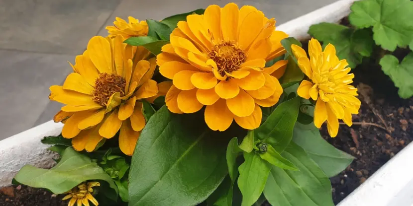 Zinnia used as a border plant