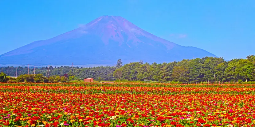 Zinnia flowers in a field