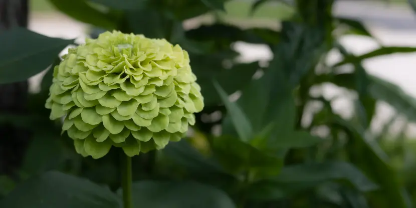 Lime green Zinnia elegans