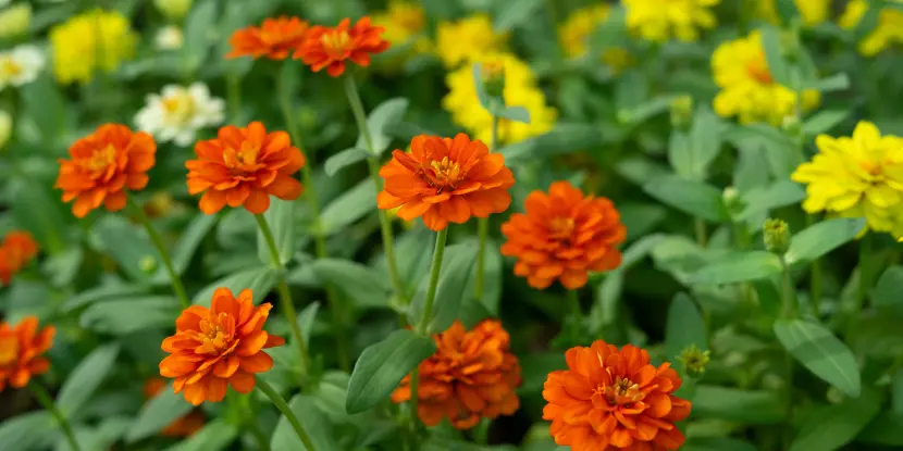 Zinnia angustifolia blossoms