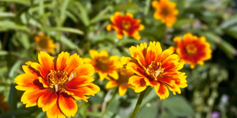 Mexican Zinnia