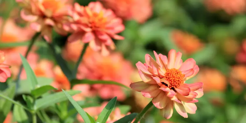 Multicolored zinnias