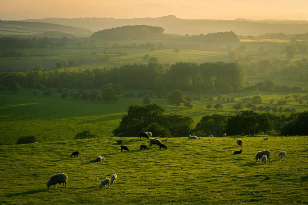 Sheep grazing in an English meadow