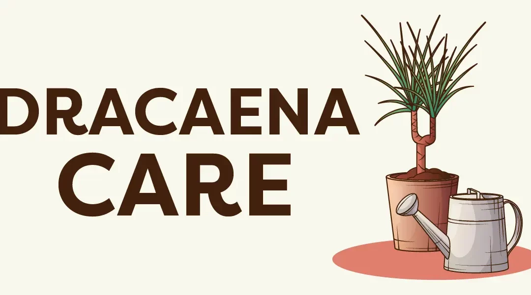 Secrets to Dracaena Plant Care Indoors