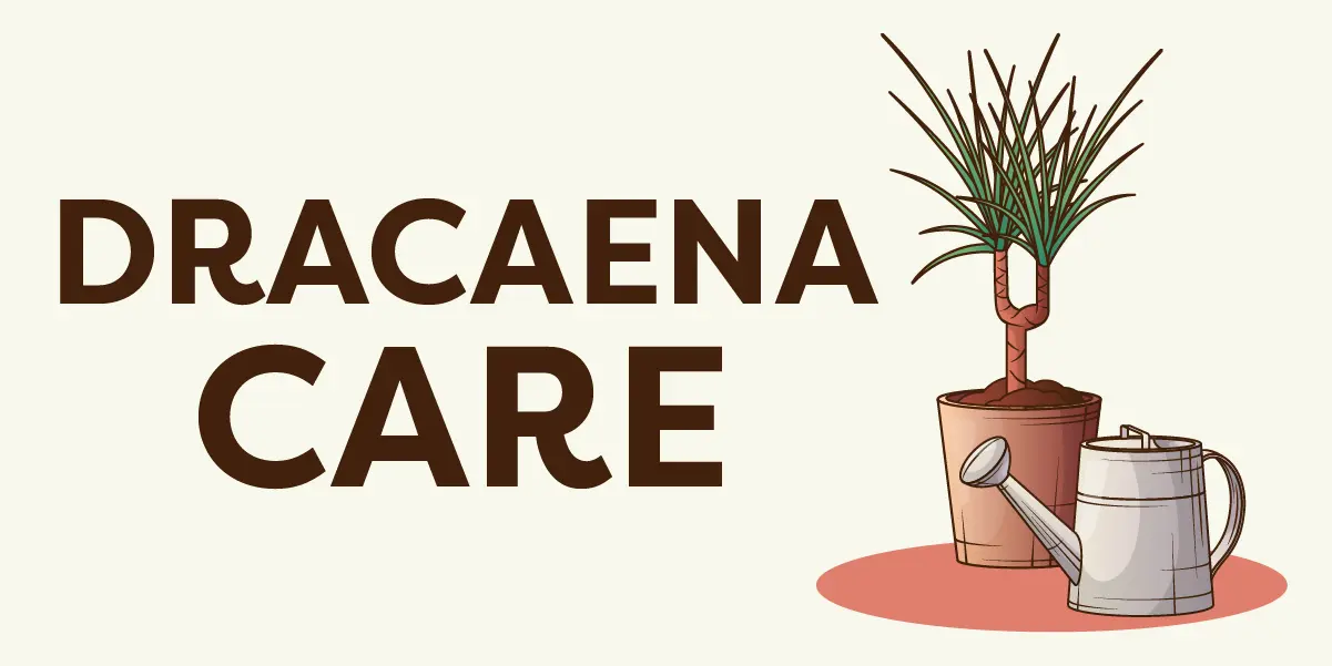 Dracaena Plant Care