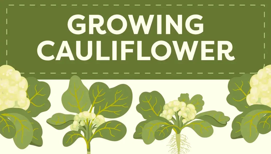 Growing Cauliflower from Seed, Step by Step