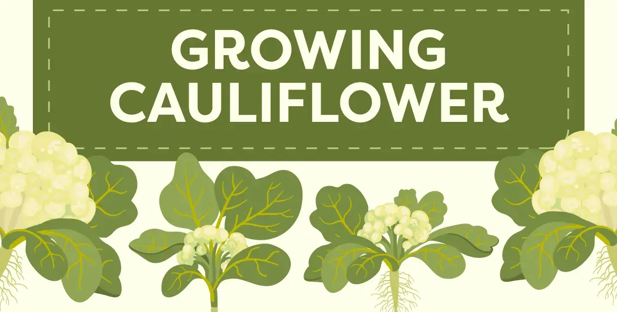 Growing Cauliflower