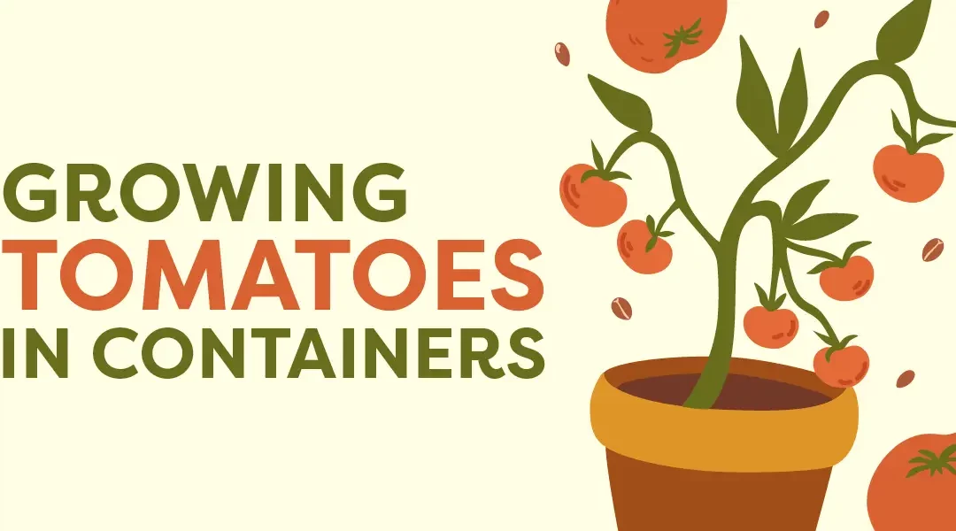 Growing Tomatoes in Containers: Big Yields in Small Spaces