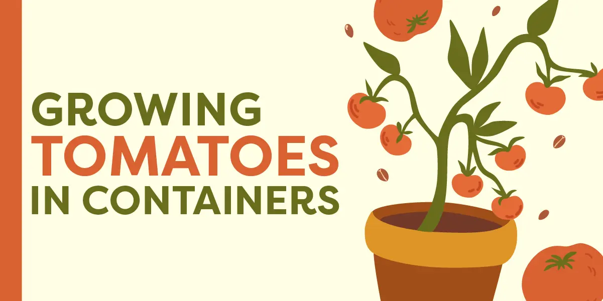 Growing Tomatoes in Containers