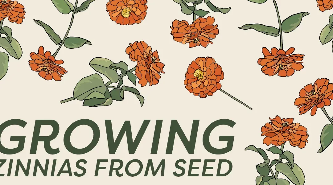 How to Grow Zinnias from Seed: A Beginner’s Guide