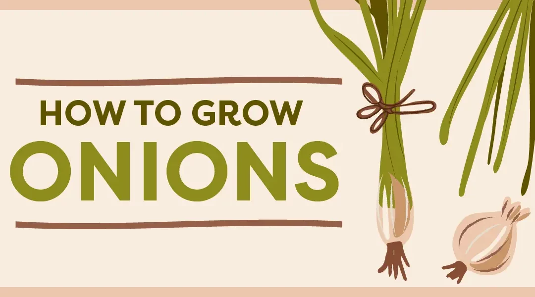 How to Grow Green Onions from Cuttings