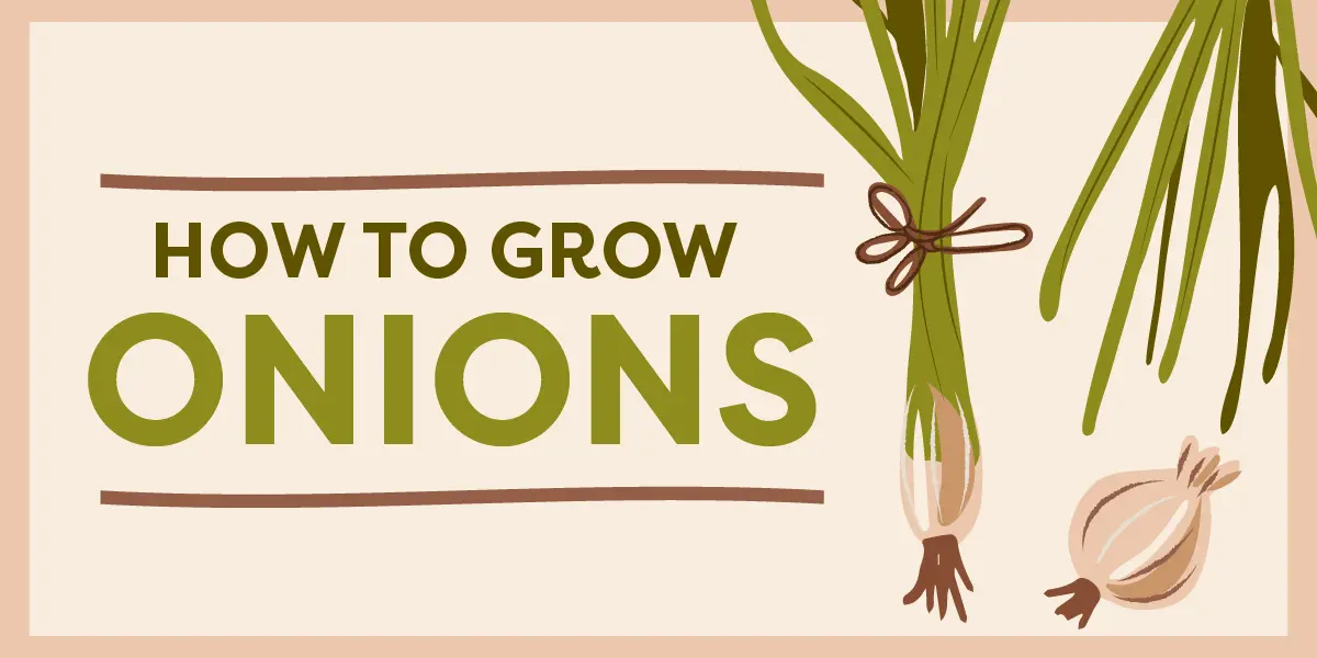 How to Grow Green Onions