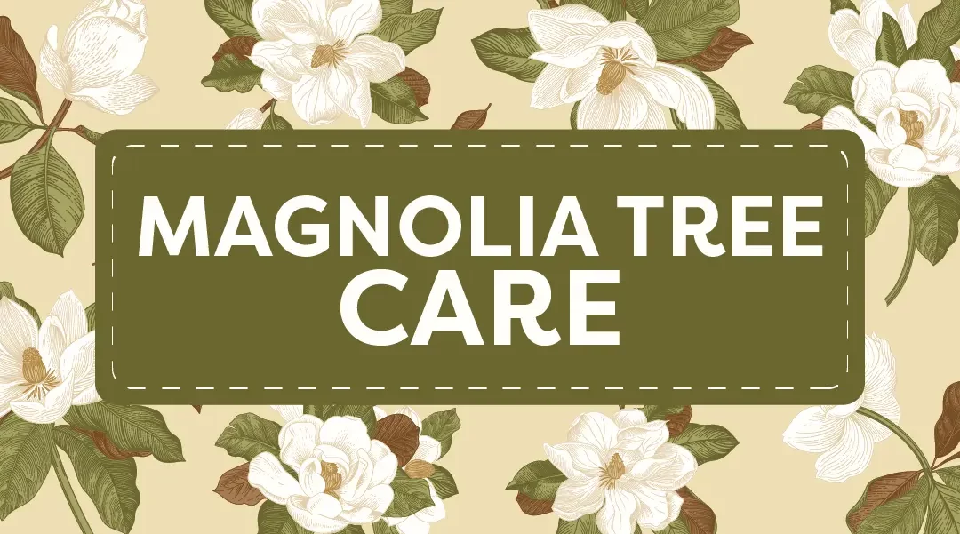 Magnolia Tree Care in Southern California