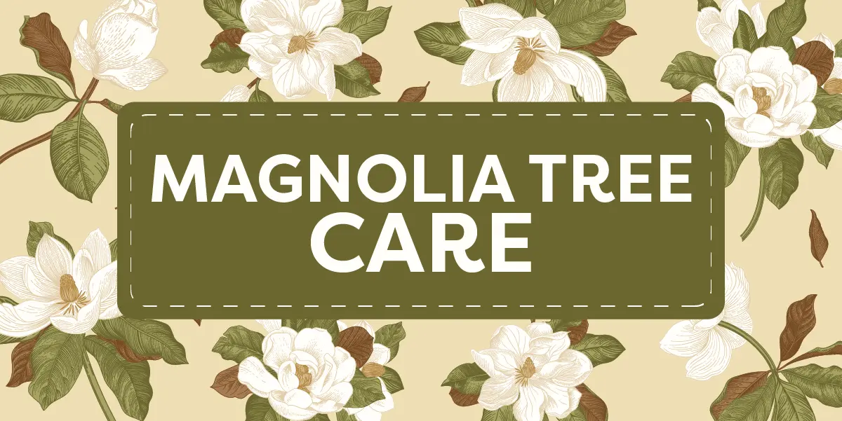 Magnolia Tree Care