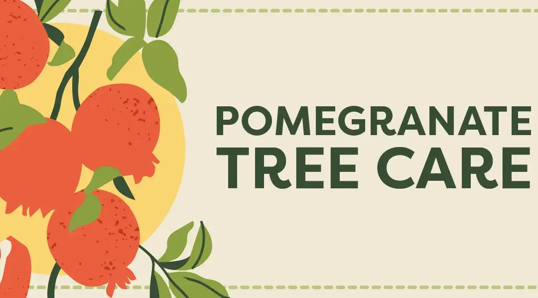 Pomegranate Tree Care in Southern California