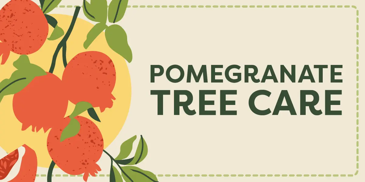 Pomegranate Tree Care