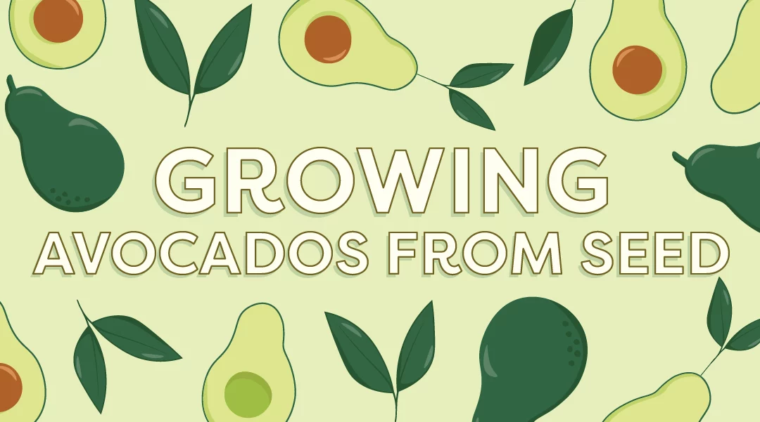 Growing Avocados from Seeds: Tips for Gardeners