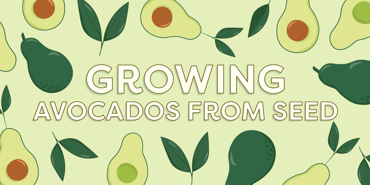 Growing Avocados from Seed