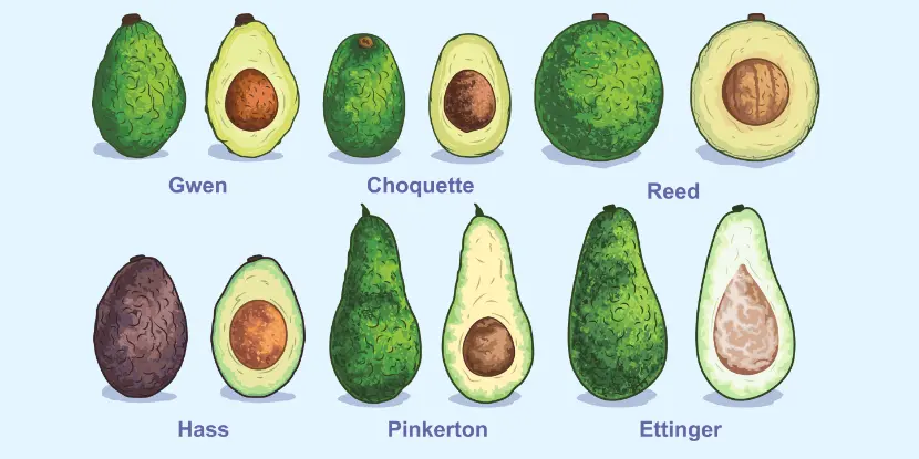 Illustration of avocado varieties