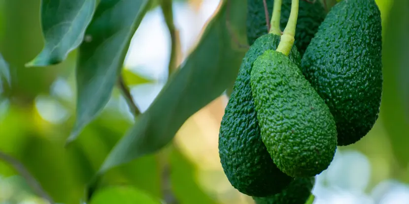 Unripe Haas avocados