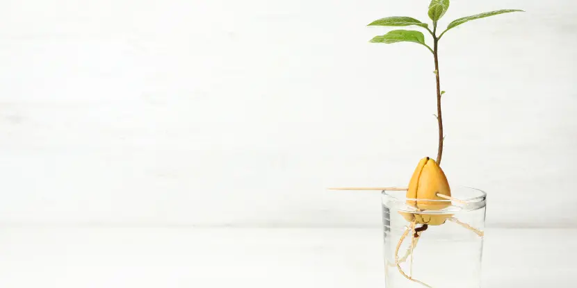 An avocado pit suspended in water