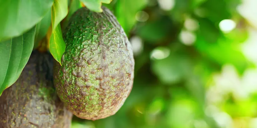 Nearly-ripe avocados on a tree