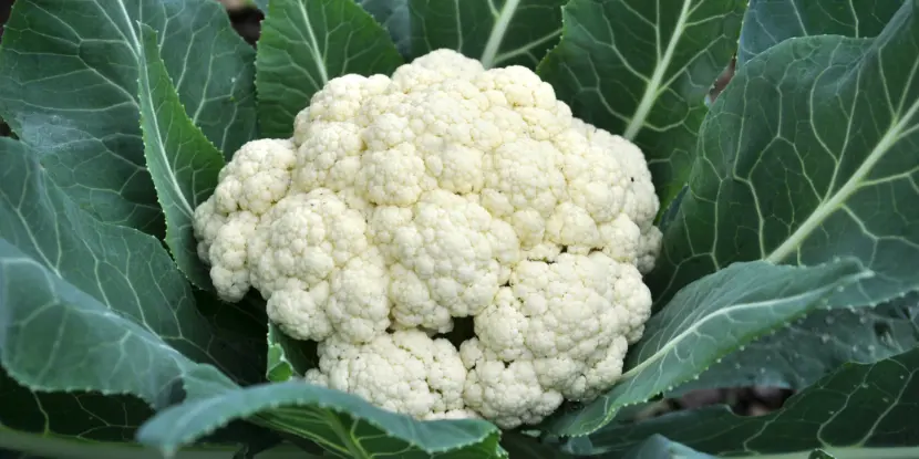 Large cauliflower head.