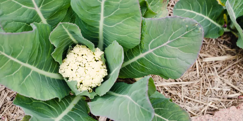 A small cauliflower head in the garden