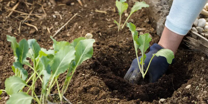 A gardener transplants cauliflower seedlings