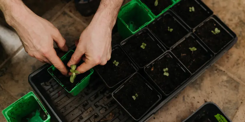 Cauliflower seedlings