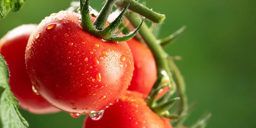 Ripe tomatoes ready for harvest