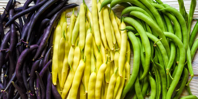 String bean varieties