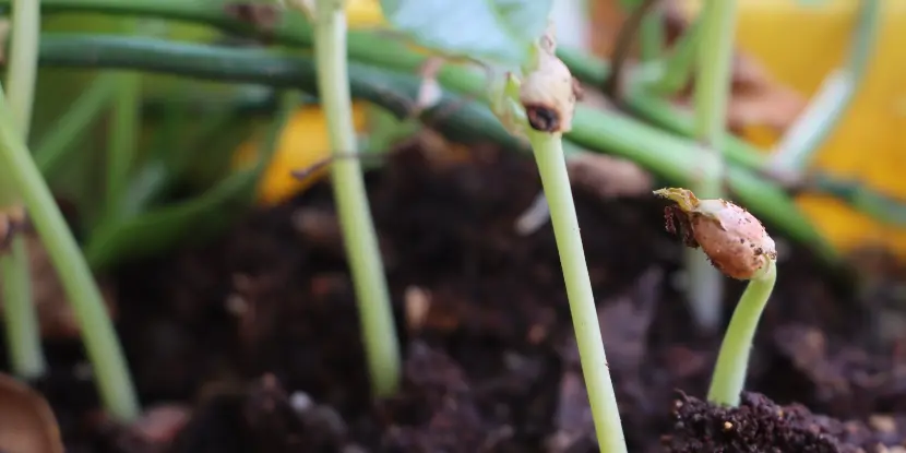 Sprouting bean plants