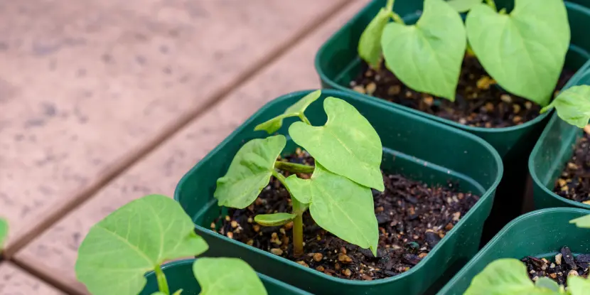 Green bean seedlings