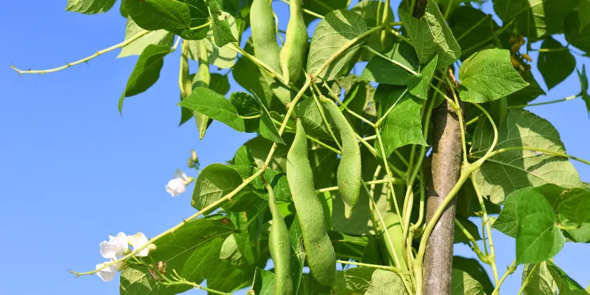 Bean pods on the vine