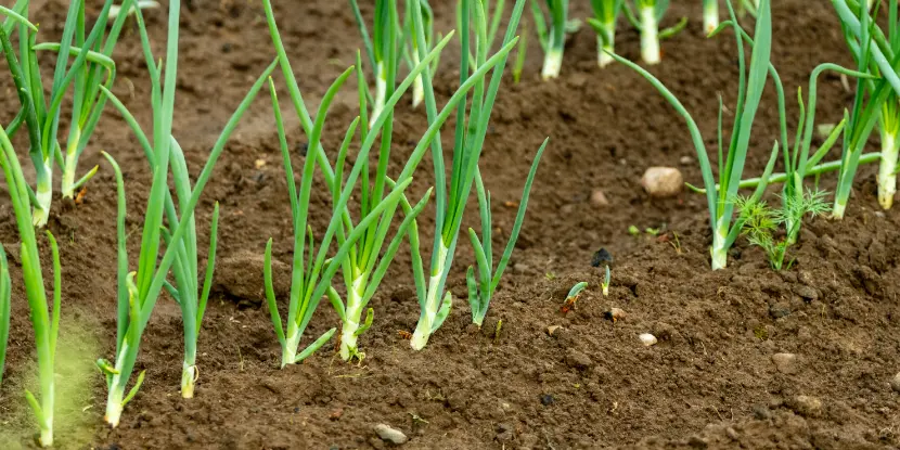 Green onions growing in rows