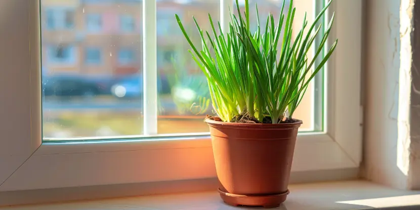 Potted green onions near a window