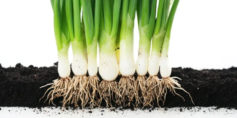 The root systems of green onions