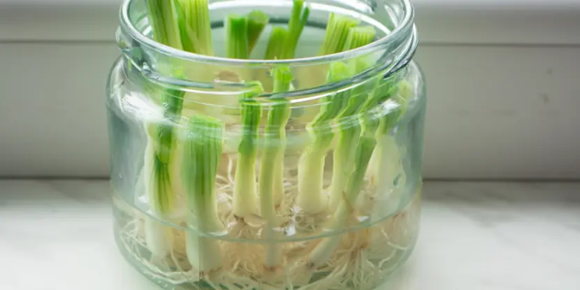 Green onion cuttings in a jar