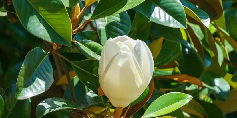 Southern Magnolia foliage