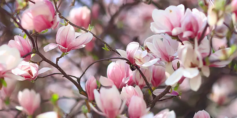 Delicate pink magnolia blossoms