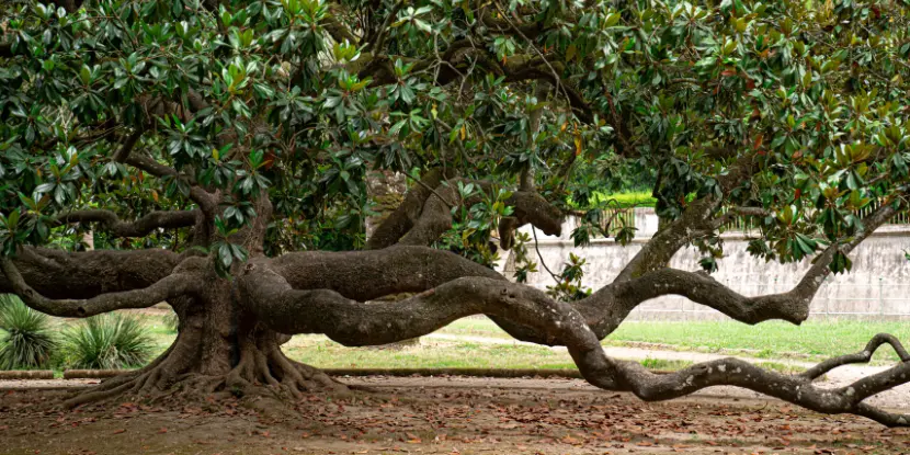 Adult magnolia tree