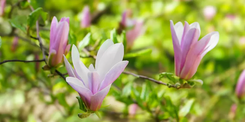 Pink Magnolia Loebner flowers