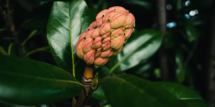 Southern Magnolia seed pod