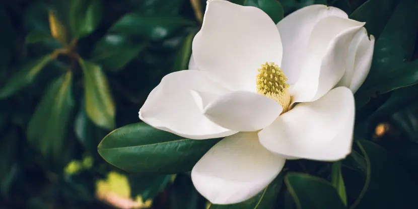 Southern Magnolia blossom